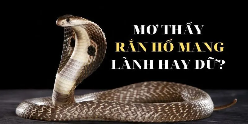Ý nghĩa của giấc mơ thấy rắn đối với người mơ