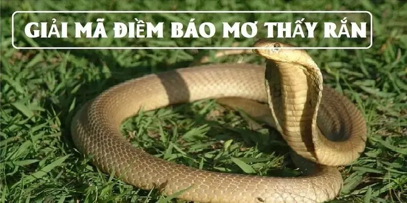 Chiêm bao gặp rắn hổ mang
