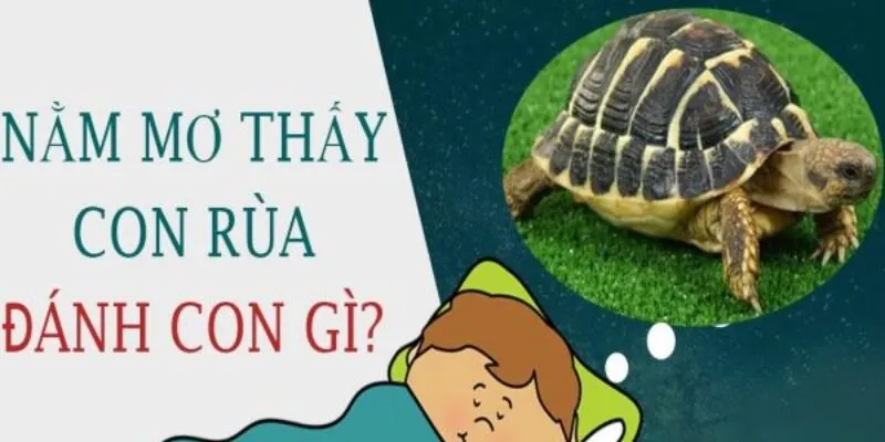 Nguyên nhân mơ thấy rùa