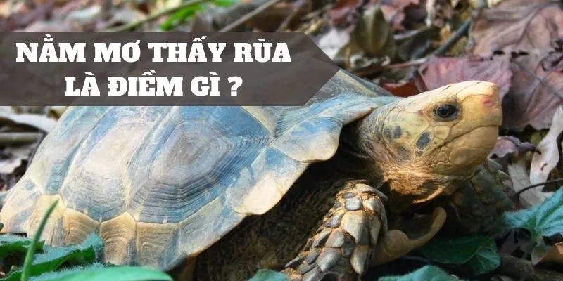 Đánh ngay con số may mắn khi mơ thấy rùa