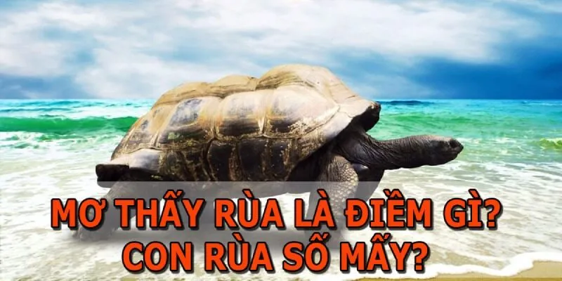 Nằm mơ thấy rùa